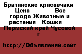 Британские красавчики › Цена ­ 35 000 - Все города Животные и растения » Кошки   . Пермский край,Чусовой г.